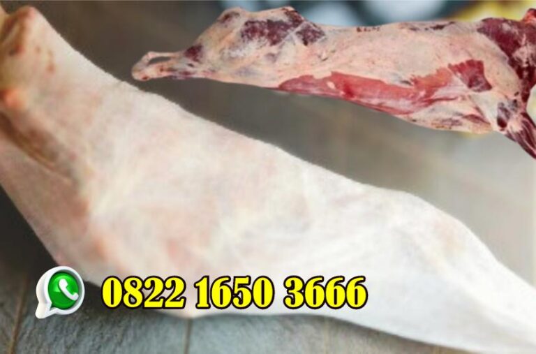 Kambing Import Bandung,Kambing,Bandung,Kambing Bandung,